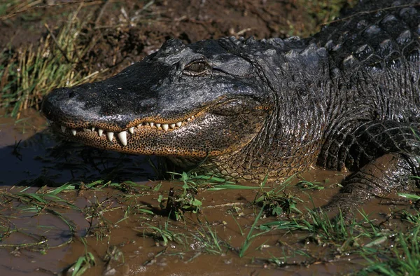 美洲短吻鳄（英语：Alligator America alligator mississipiensis） — 图库照片