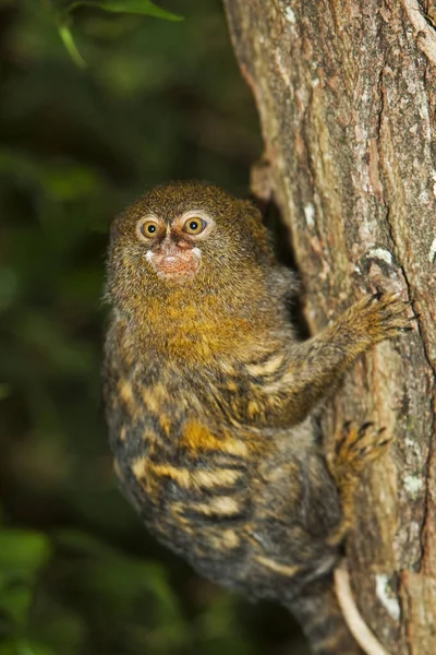 Ouistiti Pygmee callithrix pigmaea — Zdjęcie stockowe