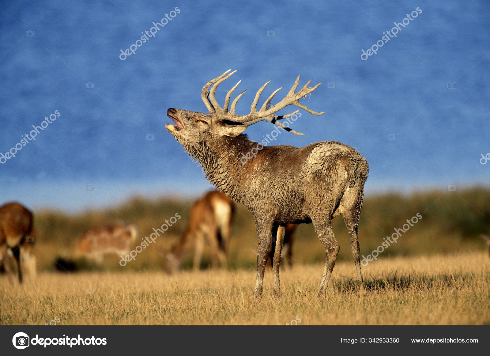Серф Руж Шейный Элафус Стоковое Фото ©slowmotiongli 342933360