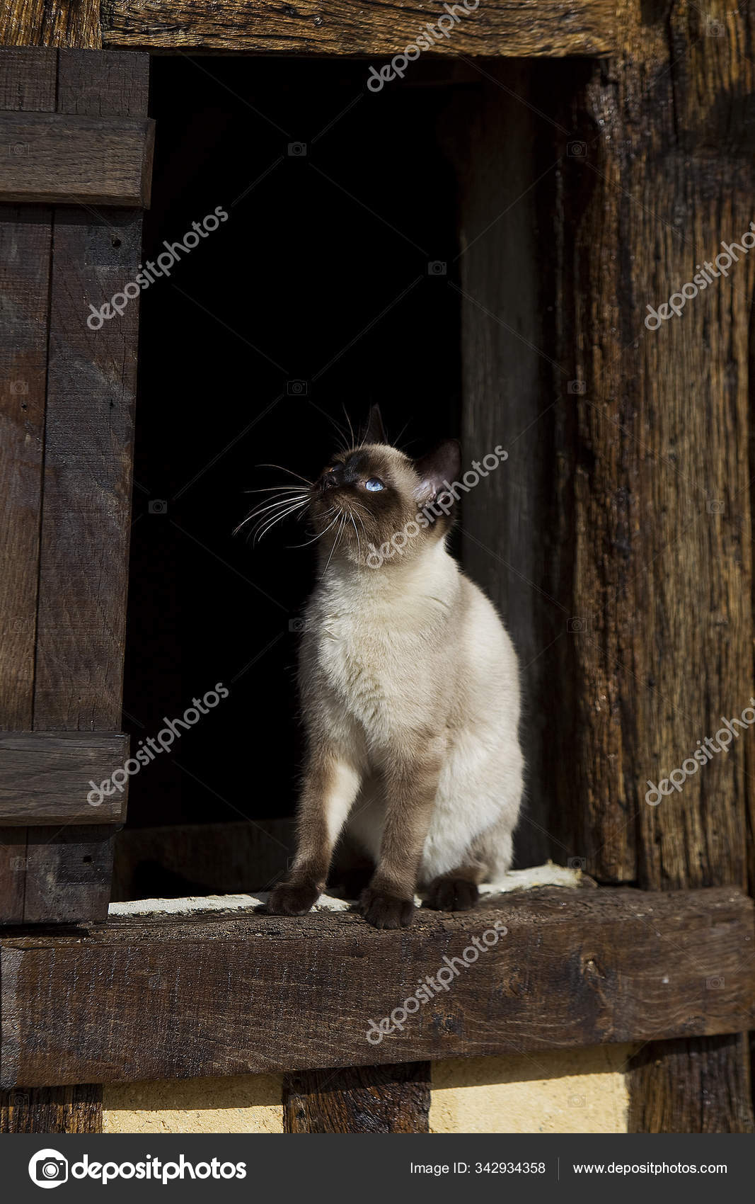 Siamois Seal Point Stock Photo Image By C Slowmotiongli