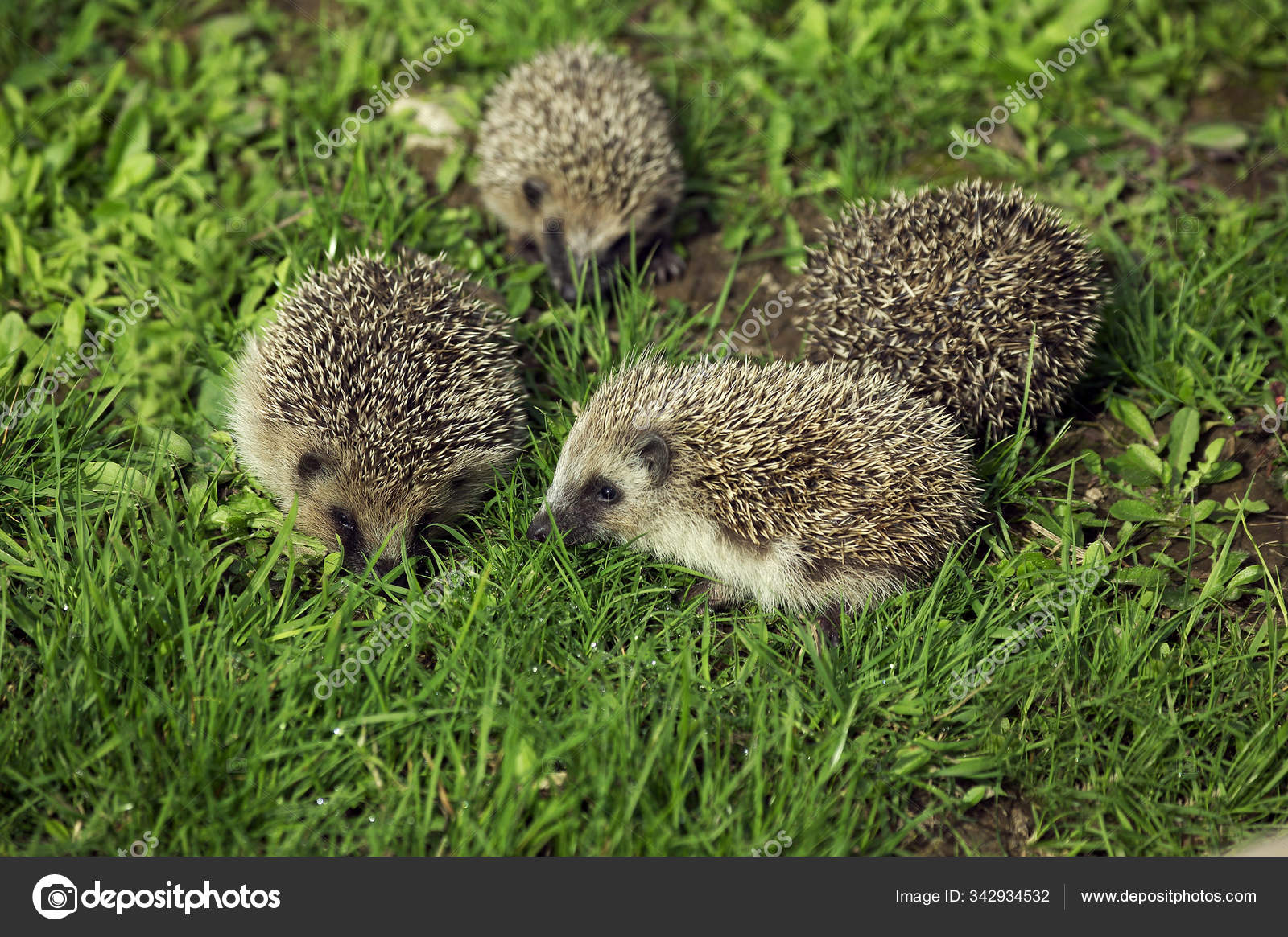 Herisson D Europe Erinaceus Europaeus Stock Photo By C Slowmotiongli