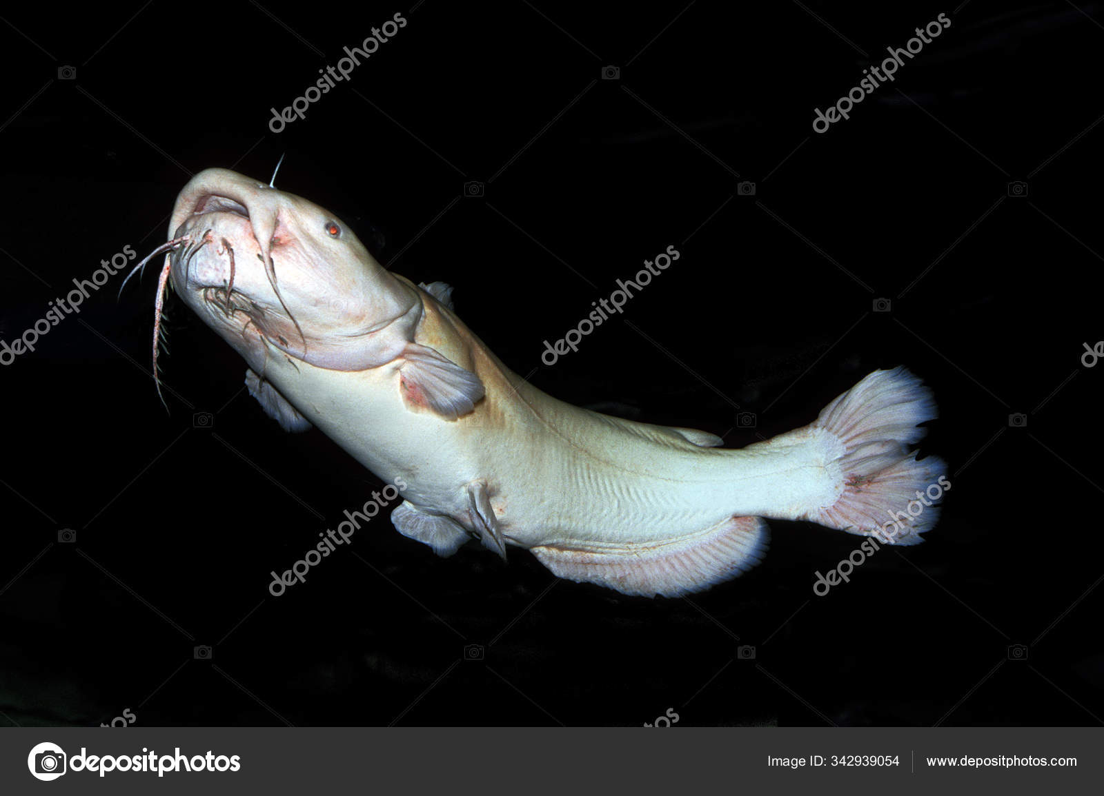 Poisson Chat A Tete Plate Pylodictis Olivaris Stock Photo C Slowmotiongli