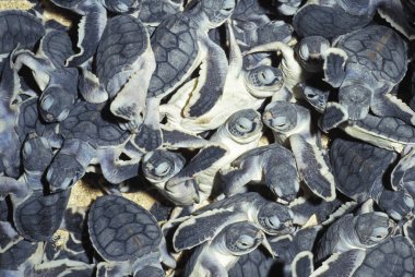 Tortue Verte chelonia mydas