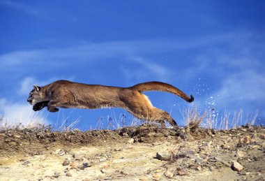 Puma puma concolor