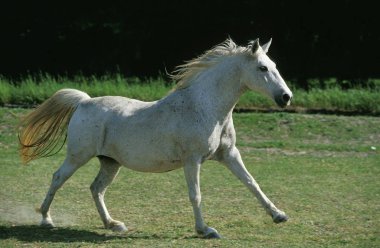 Lipizzan
