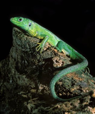 LEZARD VERT lacerta viridis