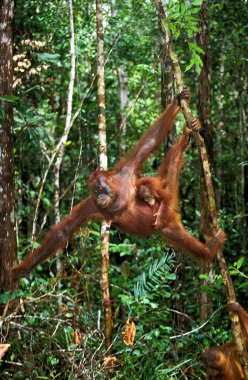 Orang Outan pongo pigmaeus