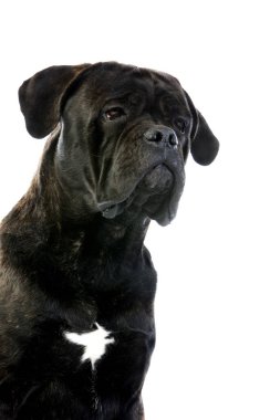Cane corso