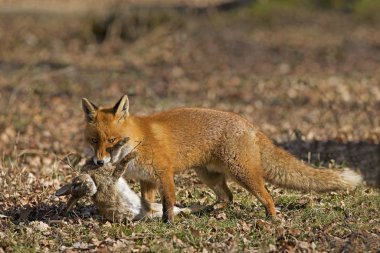 Renard Roux vulpes vulpes