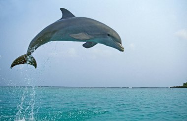 Büyük Veliaht Tursiops Truncatus