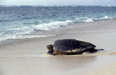 Tortue Caouanne Caretta Caretta
