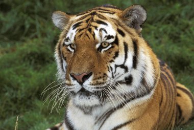 Tigre De Sibirie panthera tigris altaica