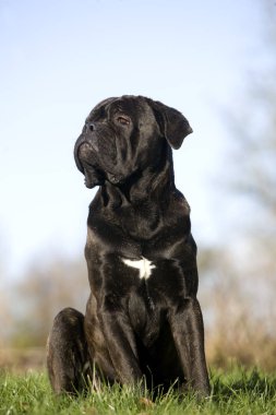 Cane corso