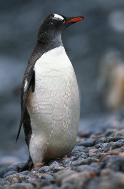 Manchot Papou pygoscelis papua