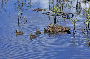 Canard A Sourcils anas superciliosa
