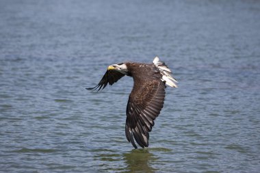 Pygargue A Tete Blanche haliaeetus leucocephalus