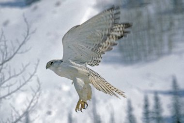 Faucon Gerfaut Falco Rusticolus