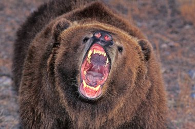 Bizimki Kodiak ursus arctos middendorffi
