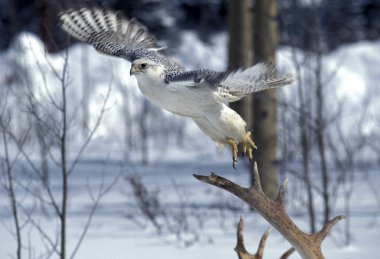 Faucon Gerfaut Falco Rusticolus
