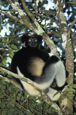 INDRI indri indri