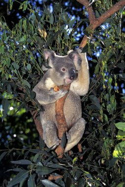 Koala phascolarctos cinereus