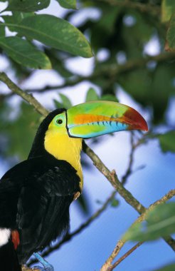 Toucan Bir Carene azgın sülfüratı