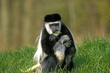 COLOBE GUEREZA colobus guereza clipart