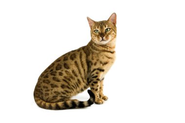 Bengal Kahverengisi Benekli Tabby