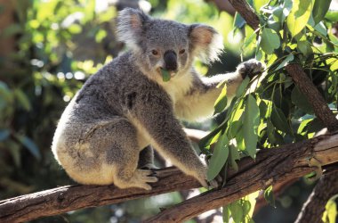 Koala phascolarctos cinereus