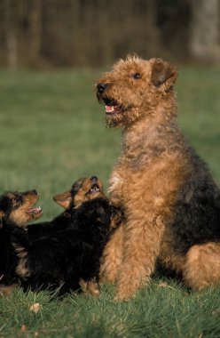 Airedale terrier