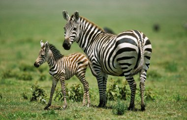Zebre De Burchell equus burchelli