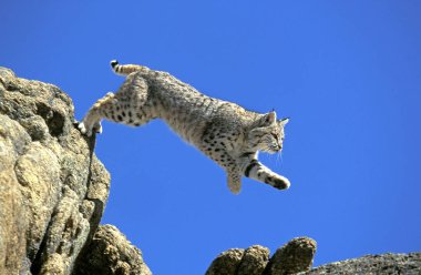 Luchs Roux Vaşak Rufus