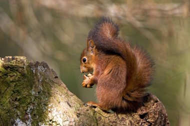 Ecureuil Roux Sciurus vulgaris