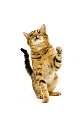 Bengal Kahverengisi Benekli Tabby