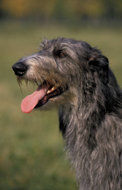 deerhound