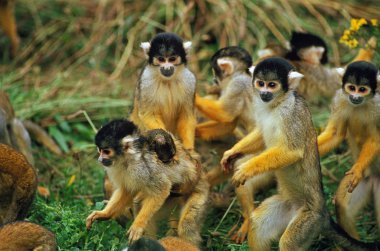 Saimiri Singe Ekvador Saimiri Sciureus