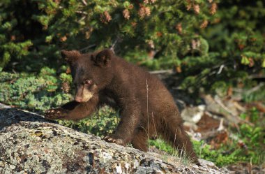 Bizimki Baribal ursus americanus