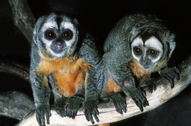 Douroucouli aotus trivirgatus