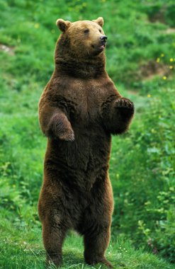 Bizimki Brun ursus arctos