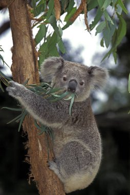 Koala phascolarctos cinereus