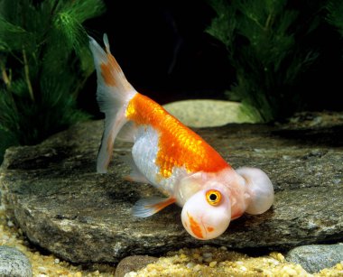 Zehirli Kırmızı Baloncuk Gözler Carassius Auratus