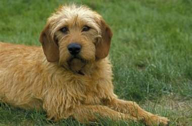 Chien Courant De Styrie