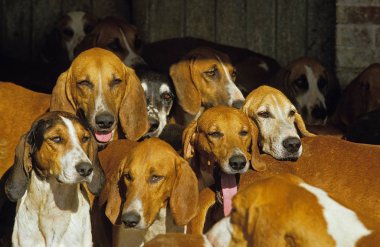 Büyük Anglo-Francais Blanc Et Portakalı