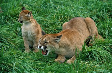 Puma puma concolor