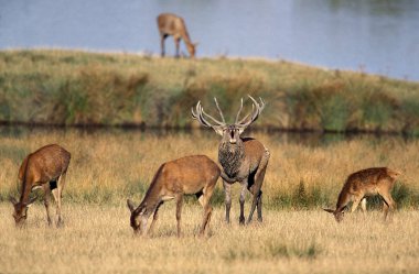 Cerf Rouge cervus elaphus