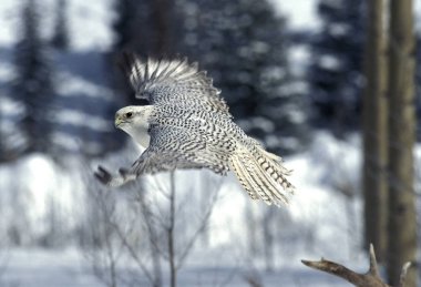 Faucon Gerfaut Falco Rusticolus