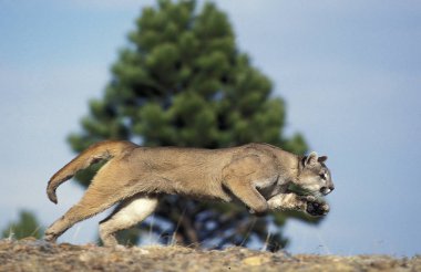 Puma puma concolor