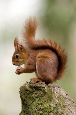 Ecureuil Roux Sciurus vulgaris