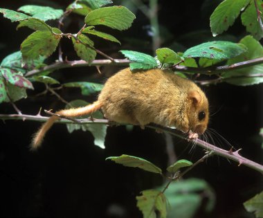 Muscardin muscardinus avellanarius