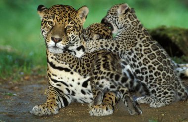 Jaguar Panthera onca